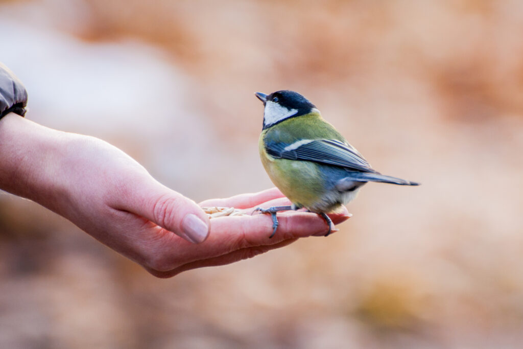 Garden Birds