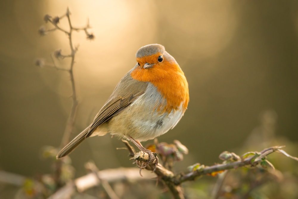 Biodiverse spaces for birdlife could help to boost mental health